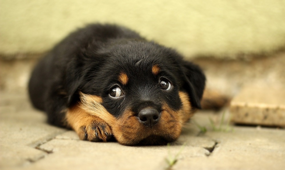 Омичка купила несуществующего щенка за 8 тысяч рублей 