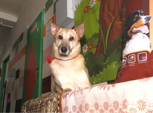 Омские либерал-демократы собрали 1,5 тонны мяса для "Друга"