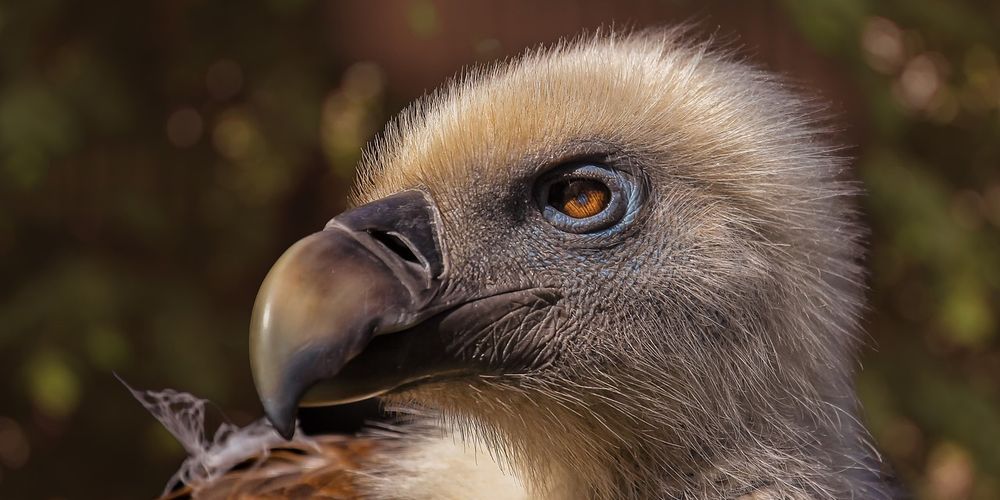 Птенца грифов выкормили с помощью дрона