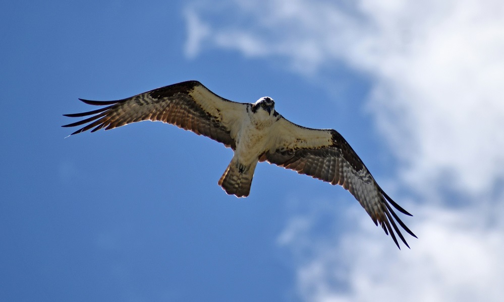 В Омской области перед судом предстанут трое мужчин за попытку контрабанды краснокнижных птиц