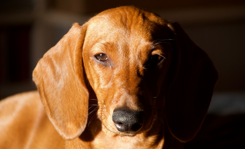 Омичу, который до смерти избил собаку, грозит до трёх лет лишения свободы