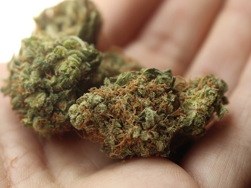 У омича обнаружили 377,5 граммов марихуаны