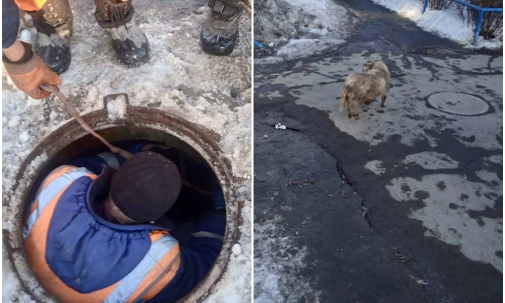 В Омске спасли собаку, которая застряла в колодце 