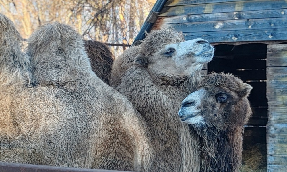 Верблюды в Большереченском зоопарке обросли шерстью к зиме