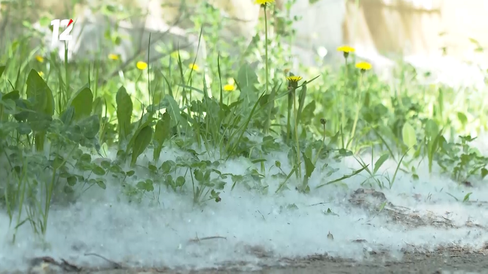 Омичей предупредили об опасности тополиного пуха 