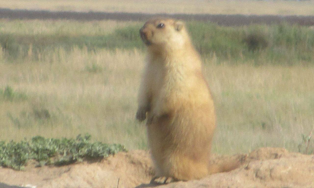 Байбаки раньше срока ушли в зимнюю спячку