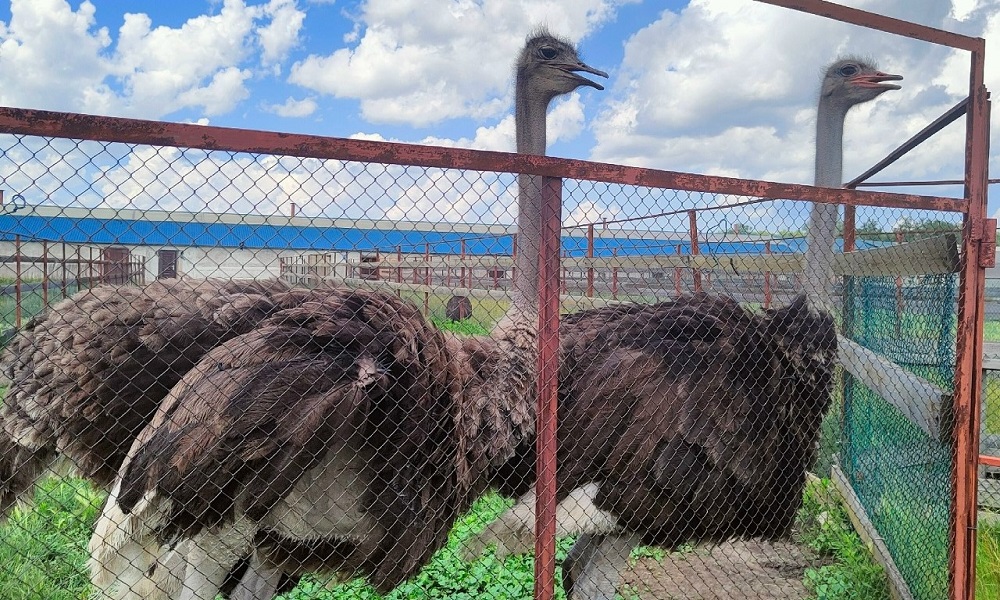 Страусиная ферма в Омской области закрывает сезон
