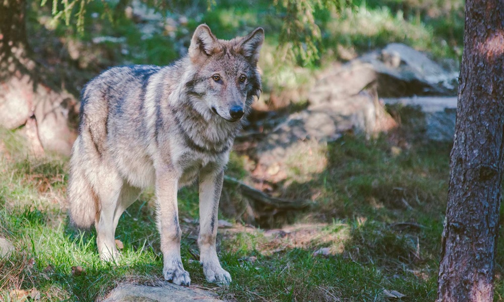 Жители северных районов Омской области как могут спасаются от нашествия волков 