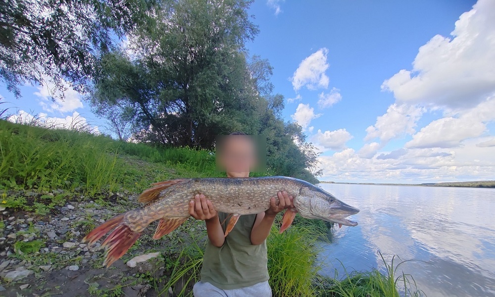 Школьник из Омска поймал щуку весом около 4 кг 