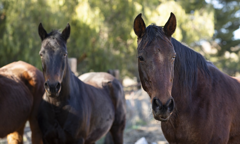 В Омске определят список мест, где можно будет размещать аттракцион с катанием на лошадях