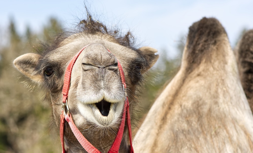 Омича убил верблюд