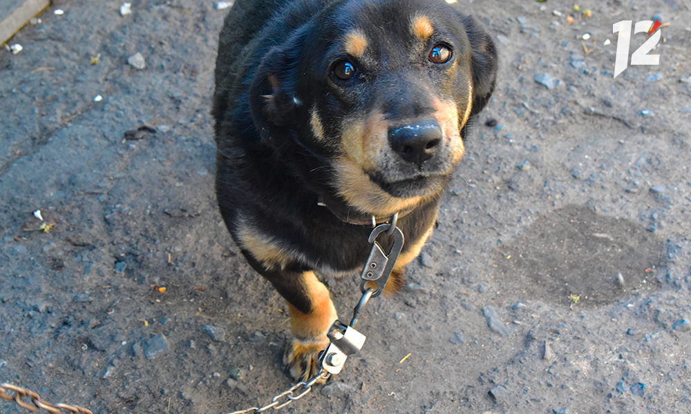 Омских дачников просят не выгонять собак, которые охраняли их участки летом 
