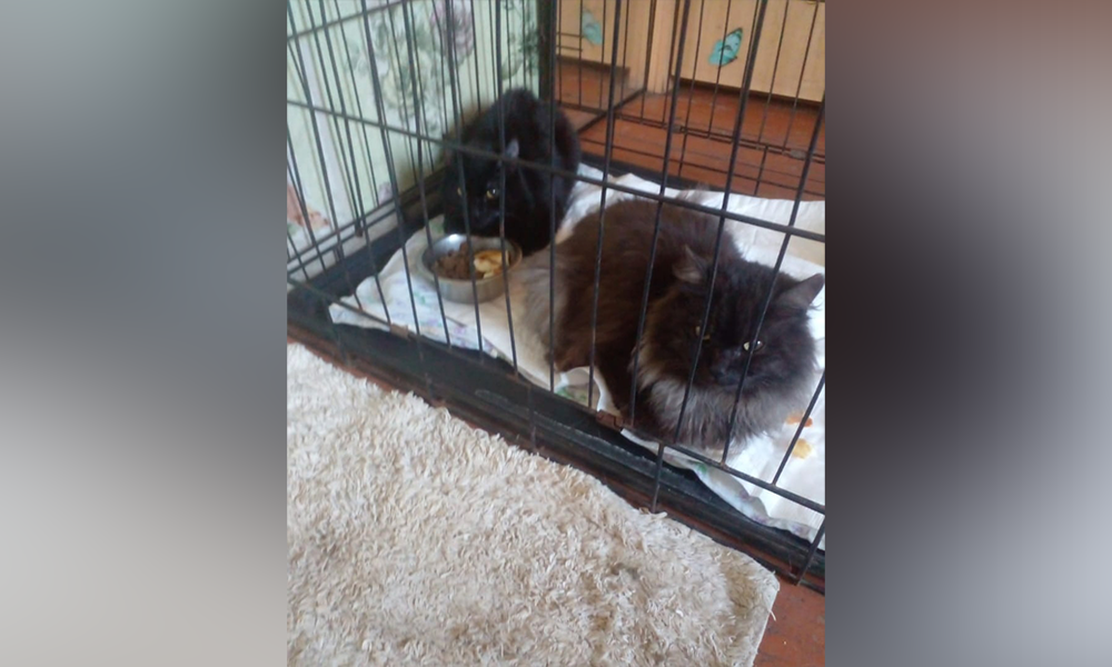 В Омске женщина пыталась убить двух кошек