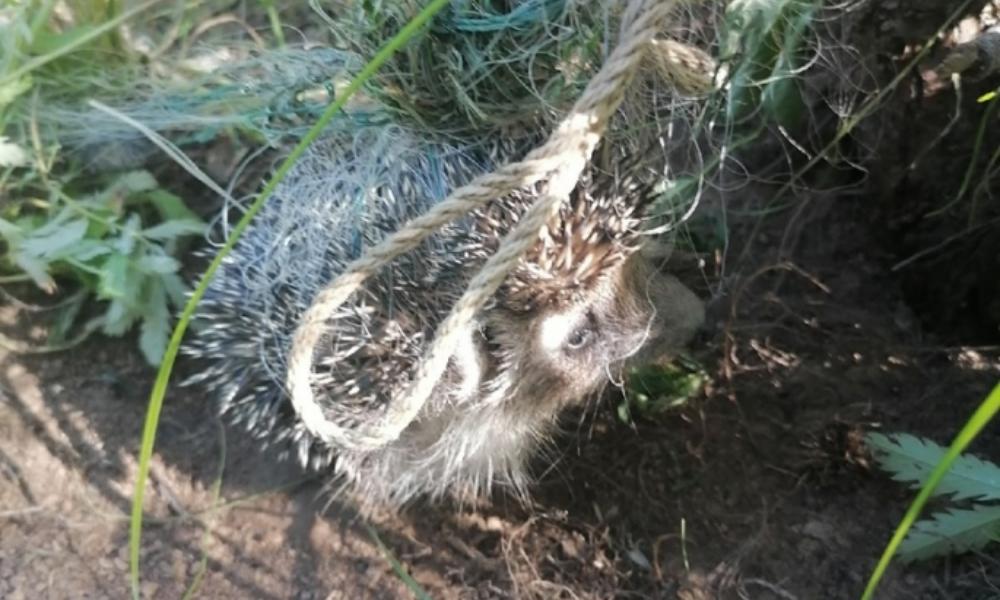Омичи спасли ёжика, попавшего в сети