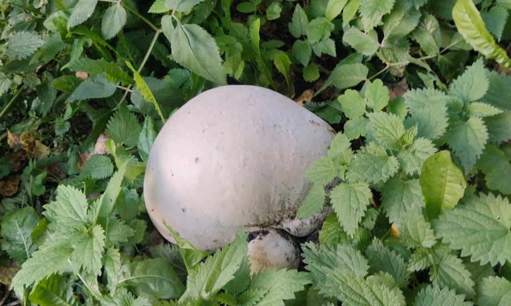 На территории храма в Тевризе омич нашёл огромный гриб