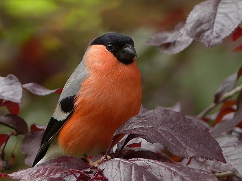 В Омск прилетели первые снегири
