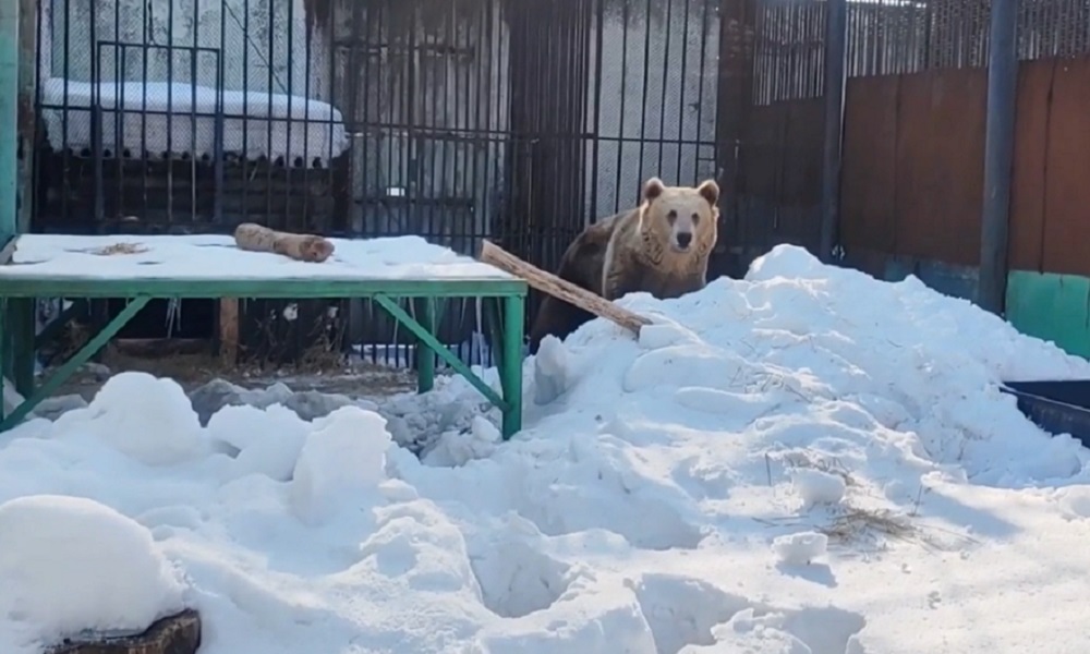 В Большереченском зоопарке проснулись медведи