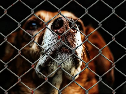 Омские городские рынки продолжают сбор корма для бездомных животных