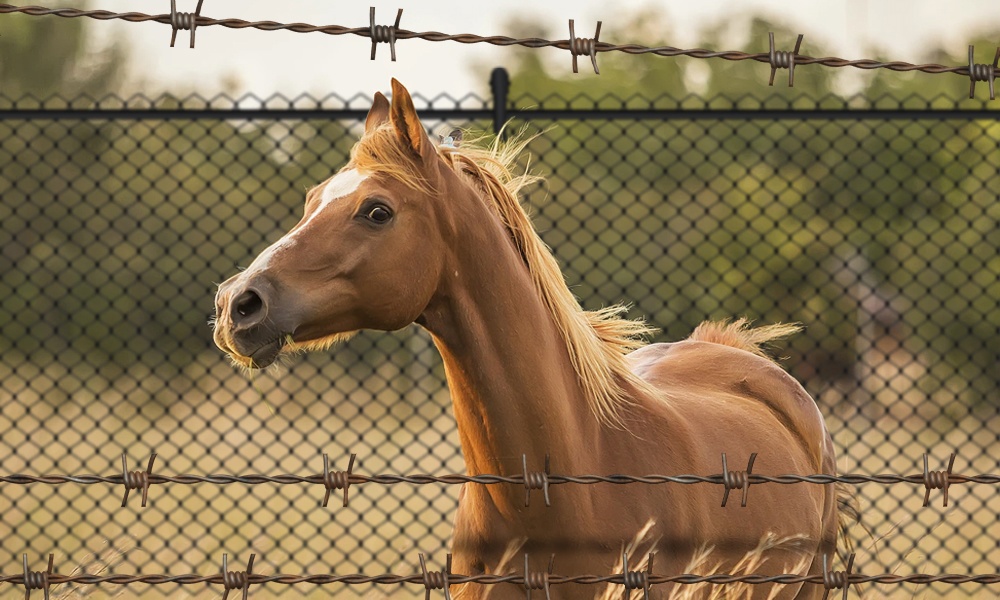 «Сбежавших» из Омской области в Казахстан лошадей вернули хозяину 