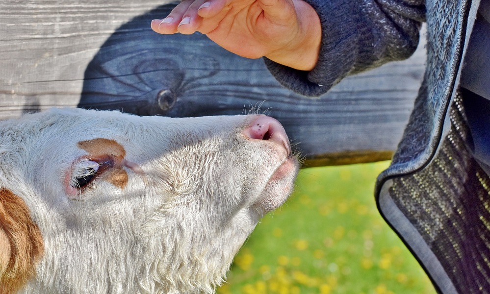 В Омской области продолжает уменьшаться поголовье сельскохозяйственных животных
