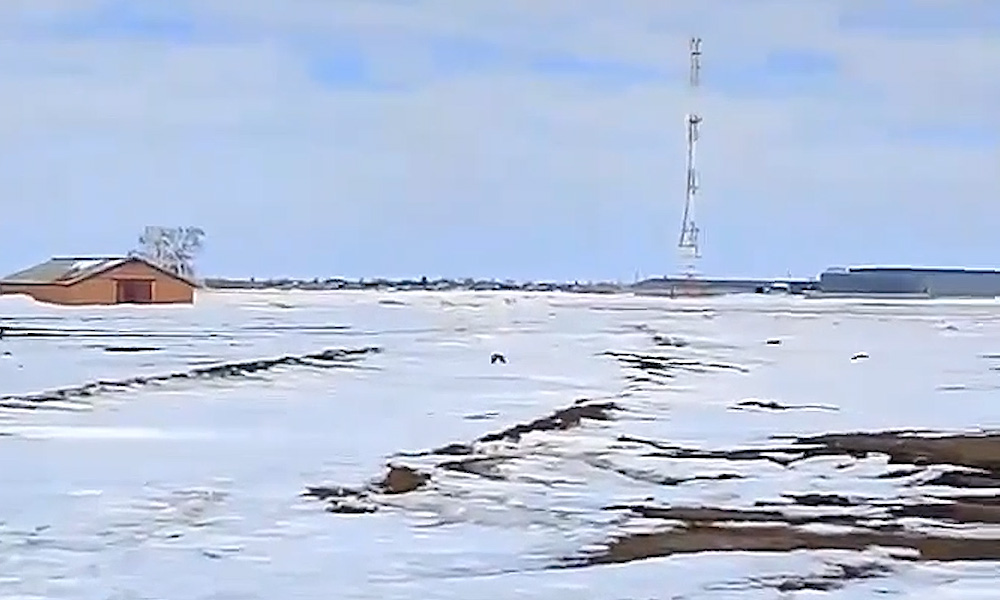 В Омскую область вернулись грачи