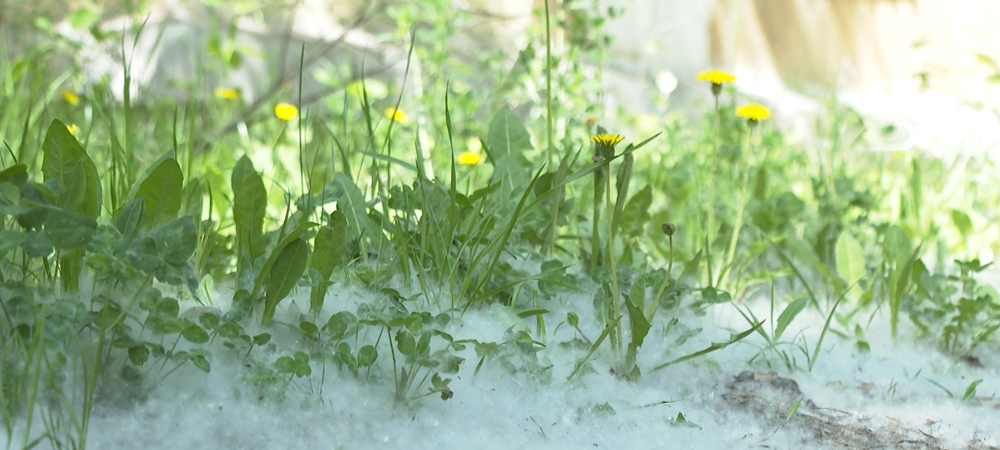 В Омске подожгли "подушки" из тополиного пуха