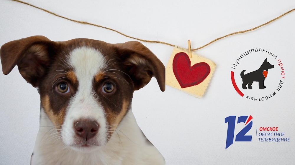12 канал передал омскому приюту для животных корма и медикаменты 