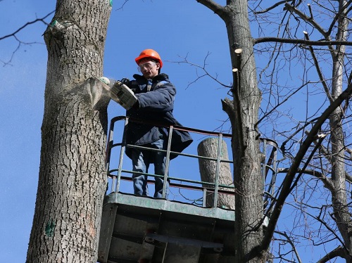 В Омске на Лукашевича, Крупской и Волгоградской кронируют деревья
