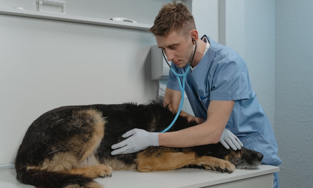 В Омске возрастут цены на услуги в муниципальном приюте для животных 