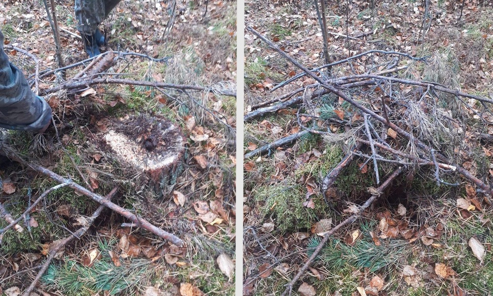 В Омской области неизвестные срубили 70 деревьев и скрыли следы преступления мхом 