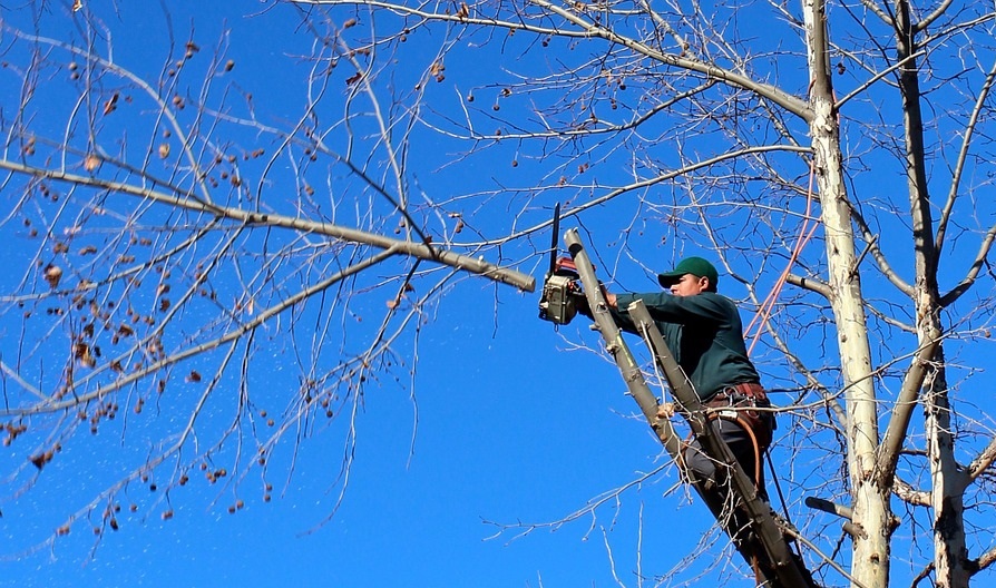 В Омске кронируют деревья, которые могут повредить электрические провода