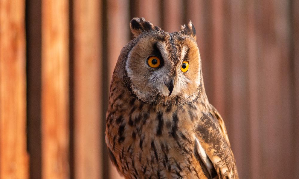 Необычный попутчик: омская ветклиника ищет человека, который поможет довезти сову до Кемерово