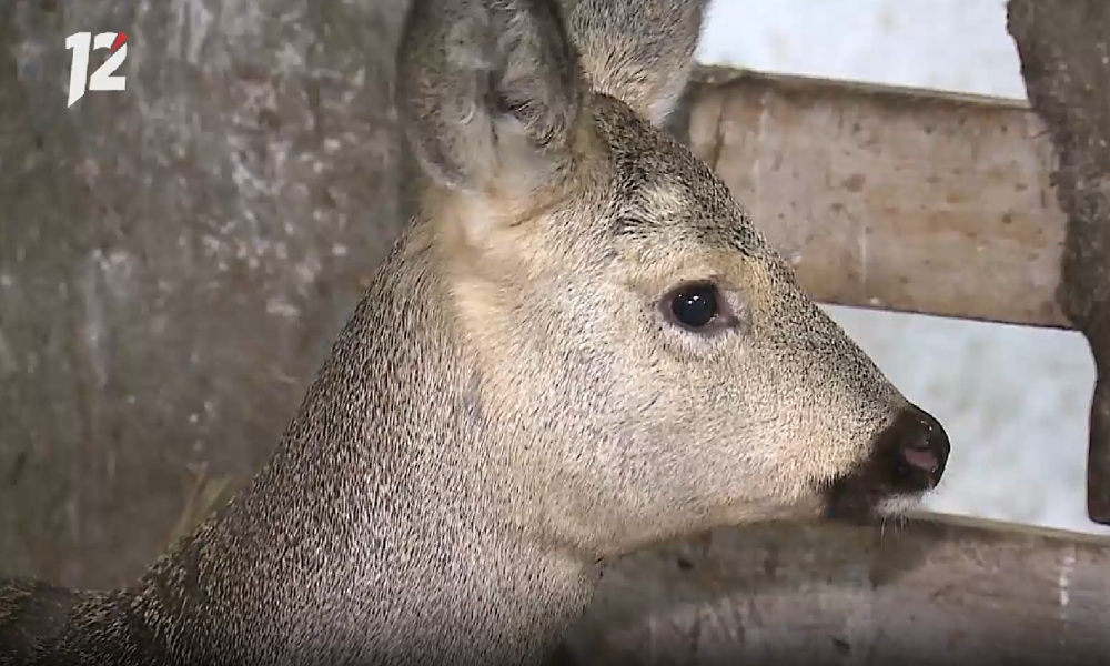 В Омской области начался опасный период для косуль