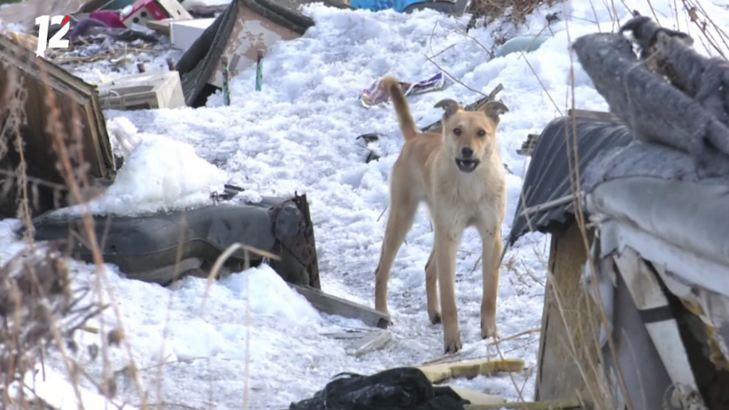 собака лает.png