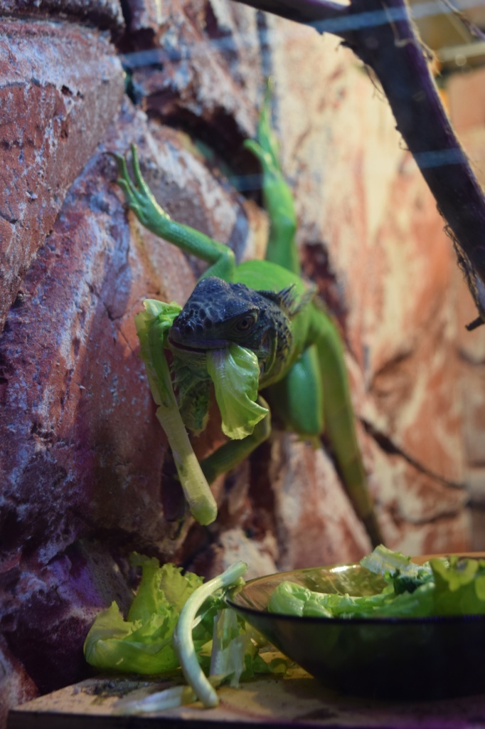 игуана.jpg