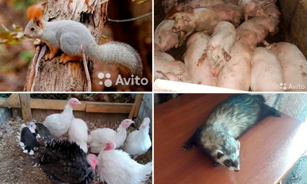 Zhivotnye.png Zhivotnye.png