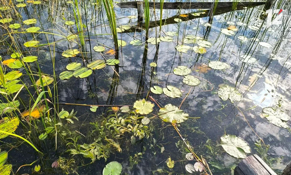 экошкола1.jpg экошкола1.jpg