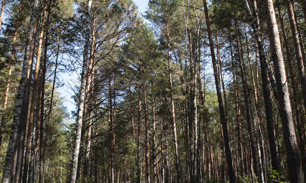 экошкола16.png экошкола16.png