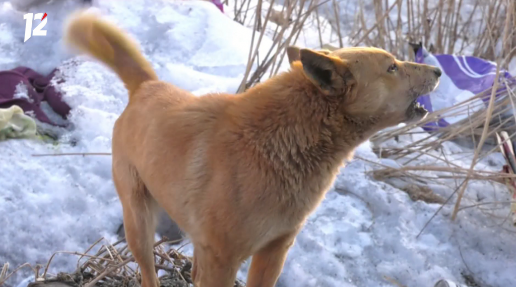 собака лает2.png