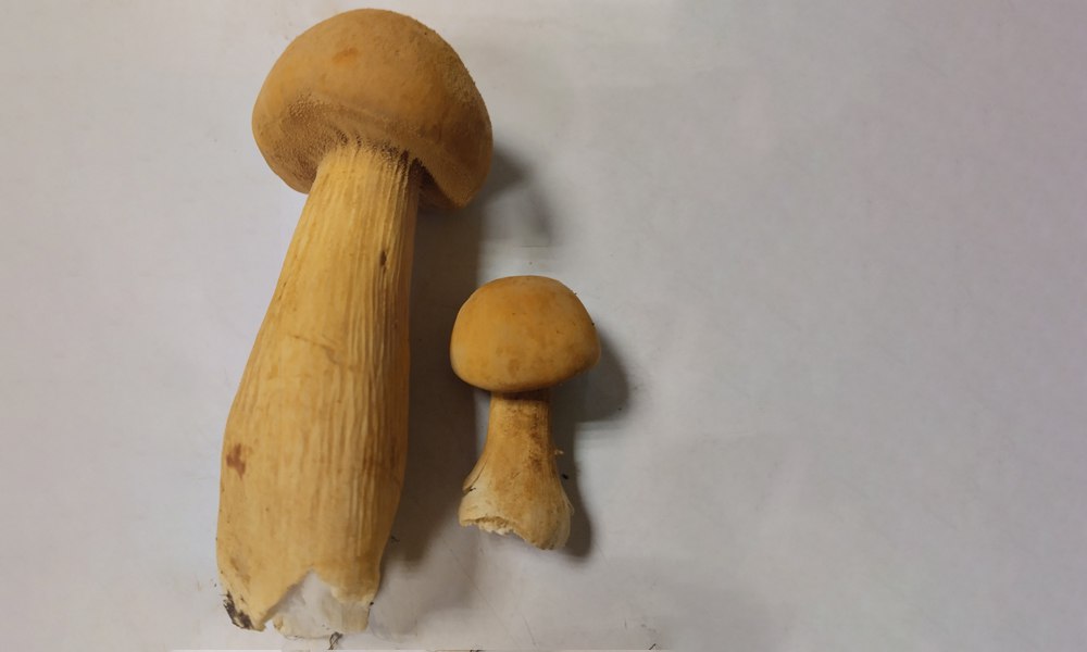 В омском лесу мужчина нашёл редкий краснокнижный гриб 