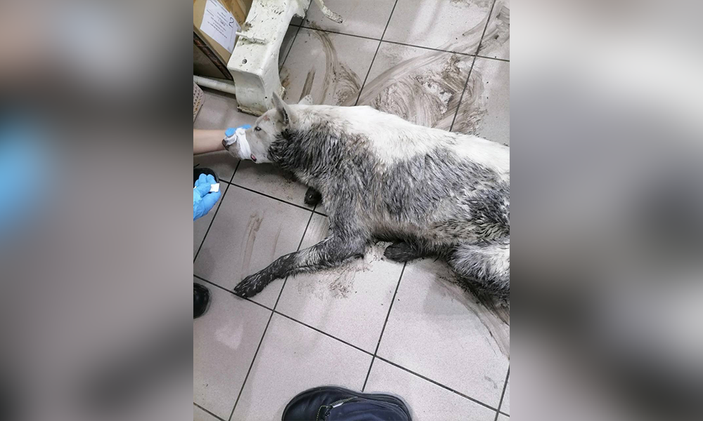 Плачет и скулит: в Омске неизвестные жестоко избили бездомную собаку