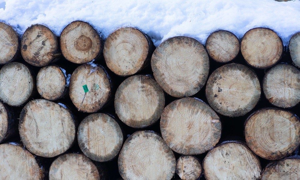 Омичи нарубили дров на 1,2 млн рублей и два уголовных дела
