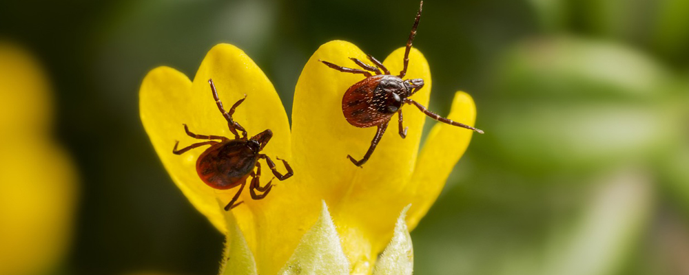В Омске активизировались клещи