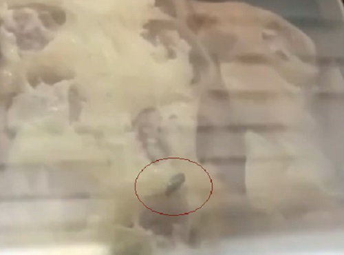 В омской столовой по готовой еде ползают тараканы