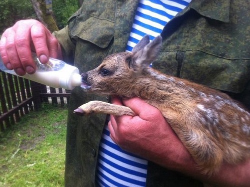 В Омской области спасли детёныша косули, которого чуть не заклевали вороны