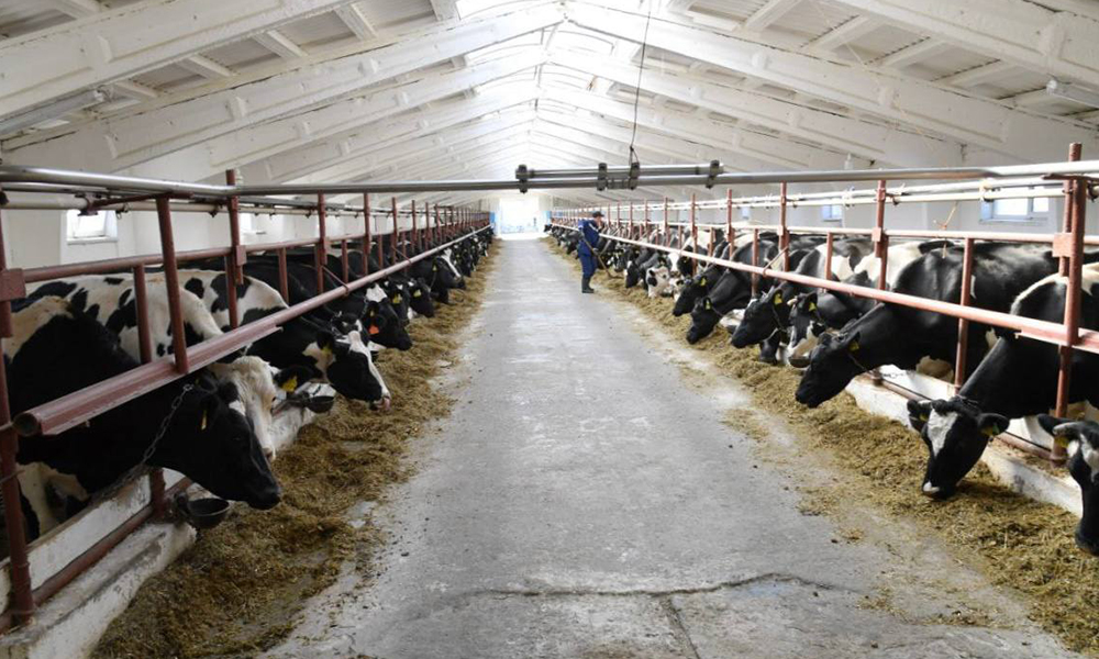 Животноводческие предприятия Омской области активно готовятся к зиме