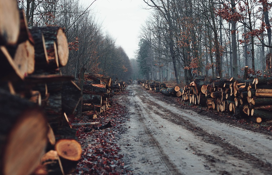 В Омской области чёрные лесорубы получили реальные сроки 