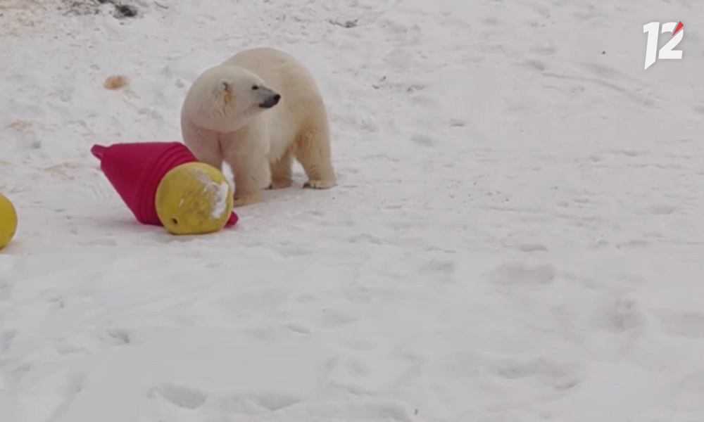Медведица Думка из Большереченского зоопарка приглашает омичей на большой праздник