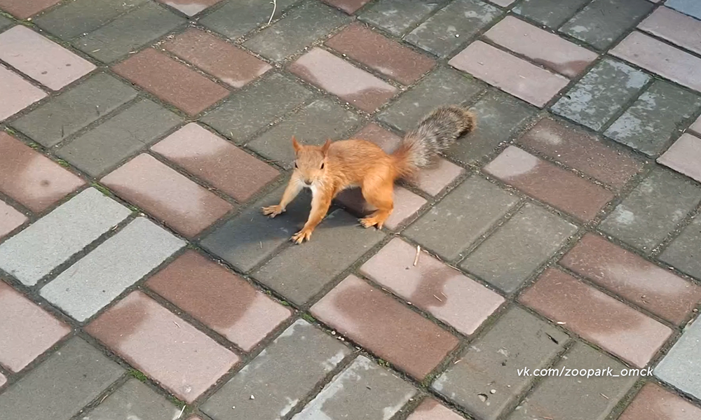 В омском зоопарке поселились наглые белки