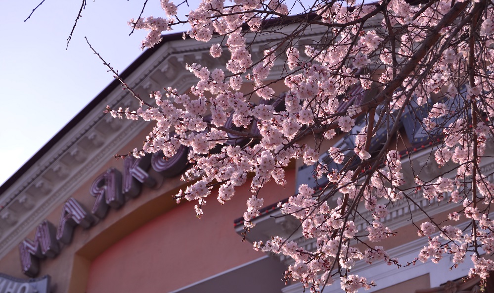 В Омске зацвела главная весенняя достопримечательность — 40-летний сибирский абрикос